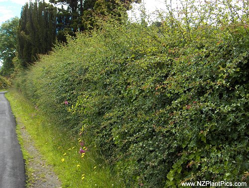 خواص دارویی سرخ ولیک